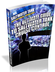 saltwater tank