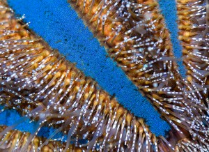 close-up of a blue tuxedo urchin