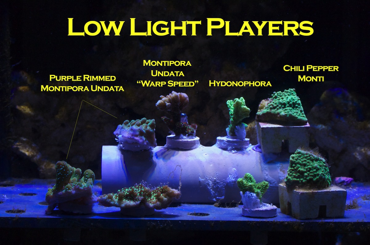 mr saltwater tank s