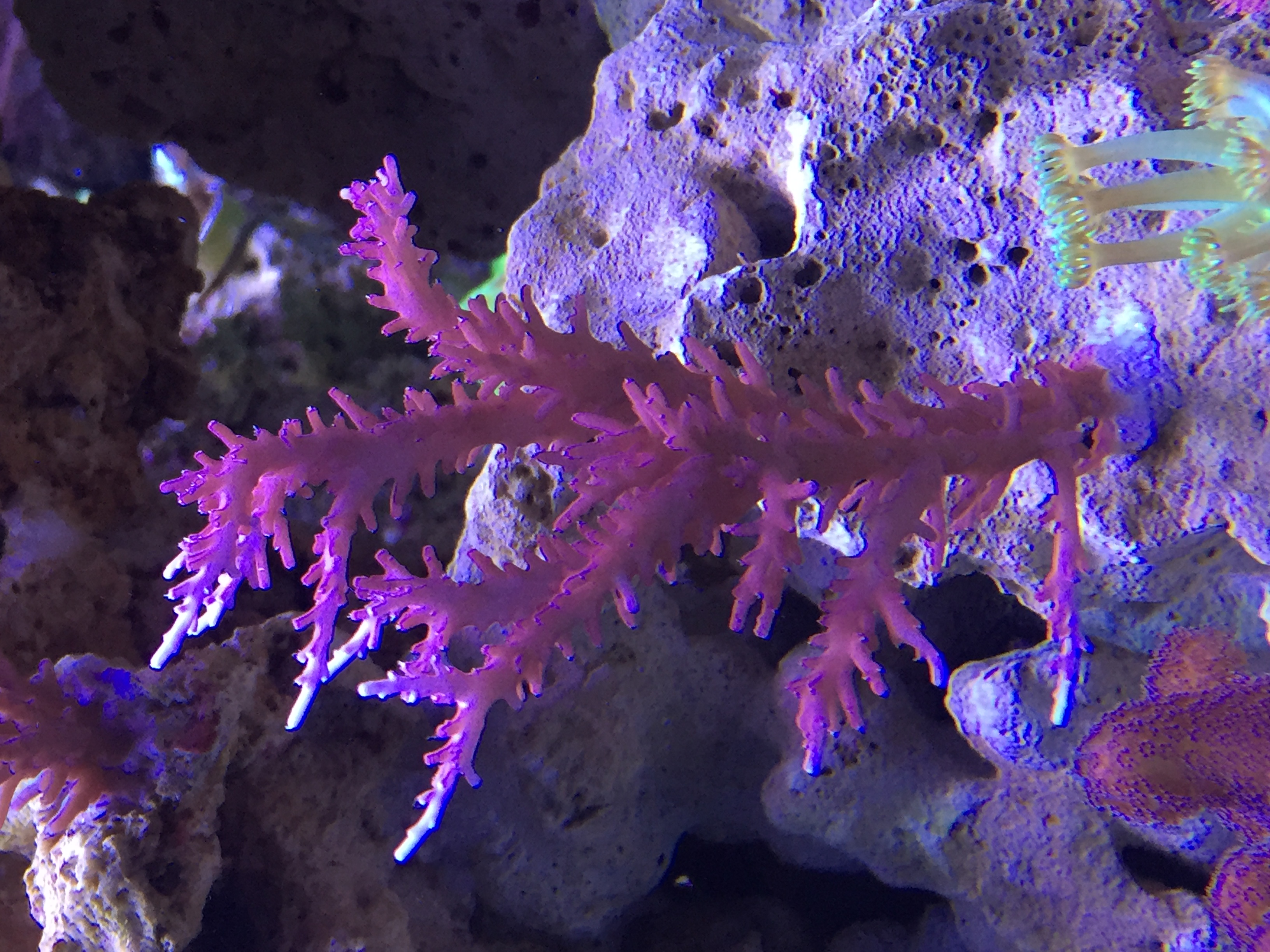 Write-Up Wednesday: Red Dragon Acropora – Mr. Saltwater Tank