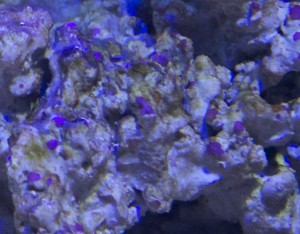 Coralline algae on a rock
